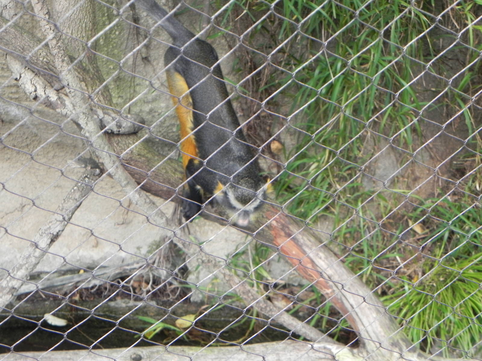 Wolf's guenon