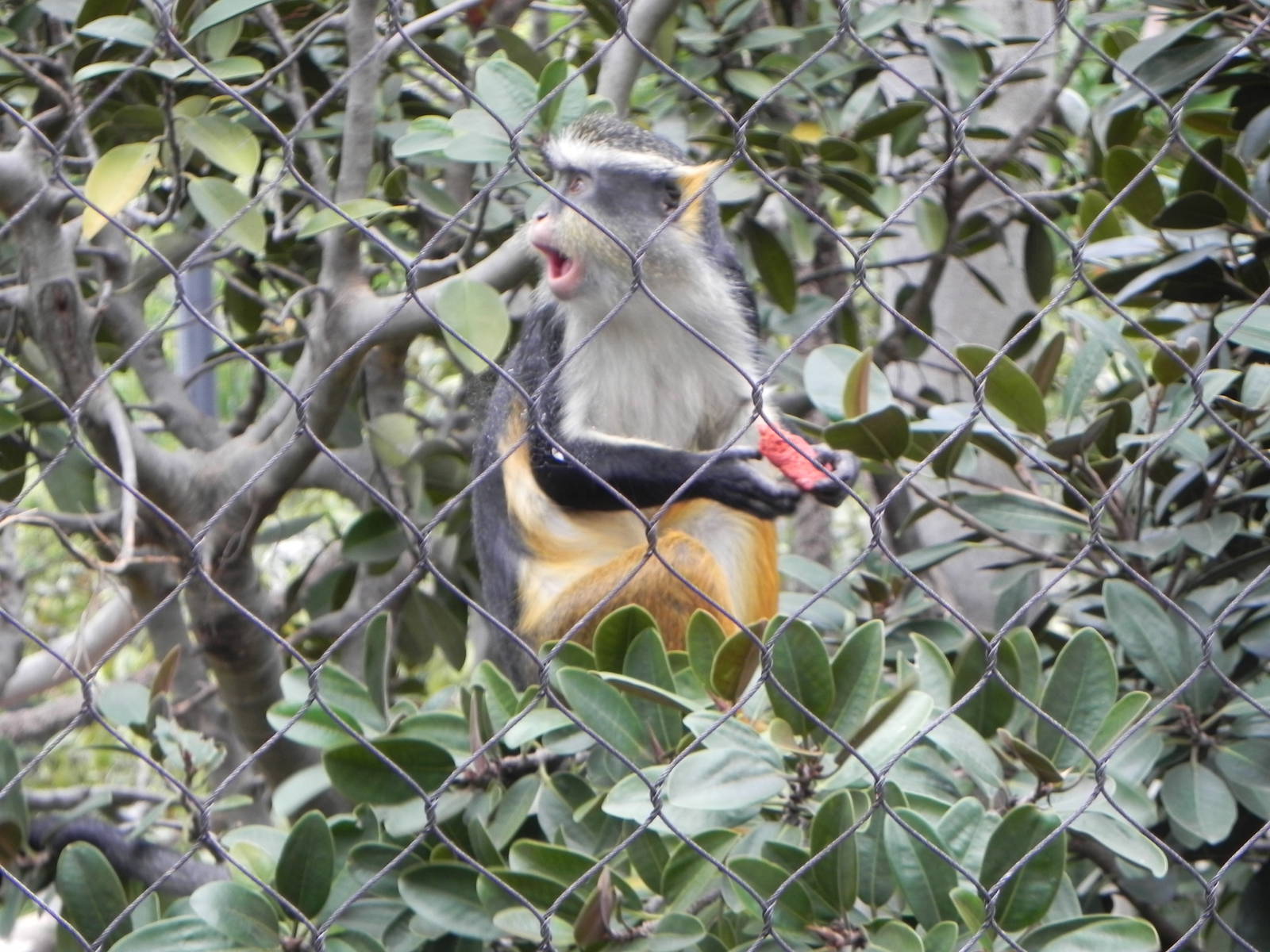 Wolf's guenon