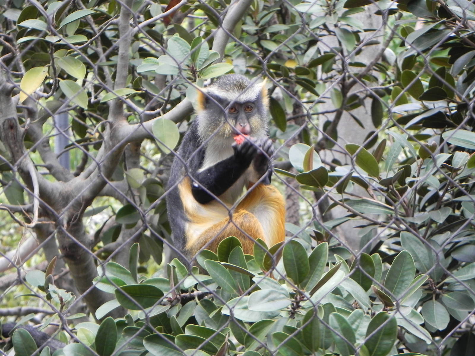 Wolf's guenon