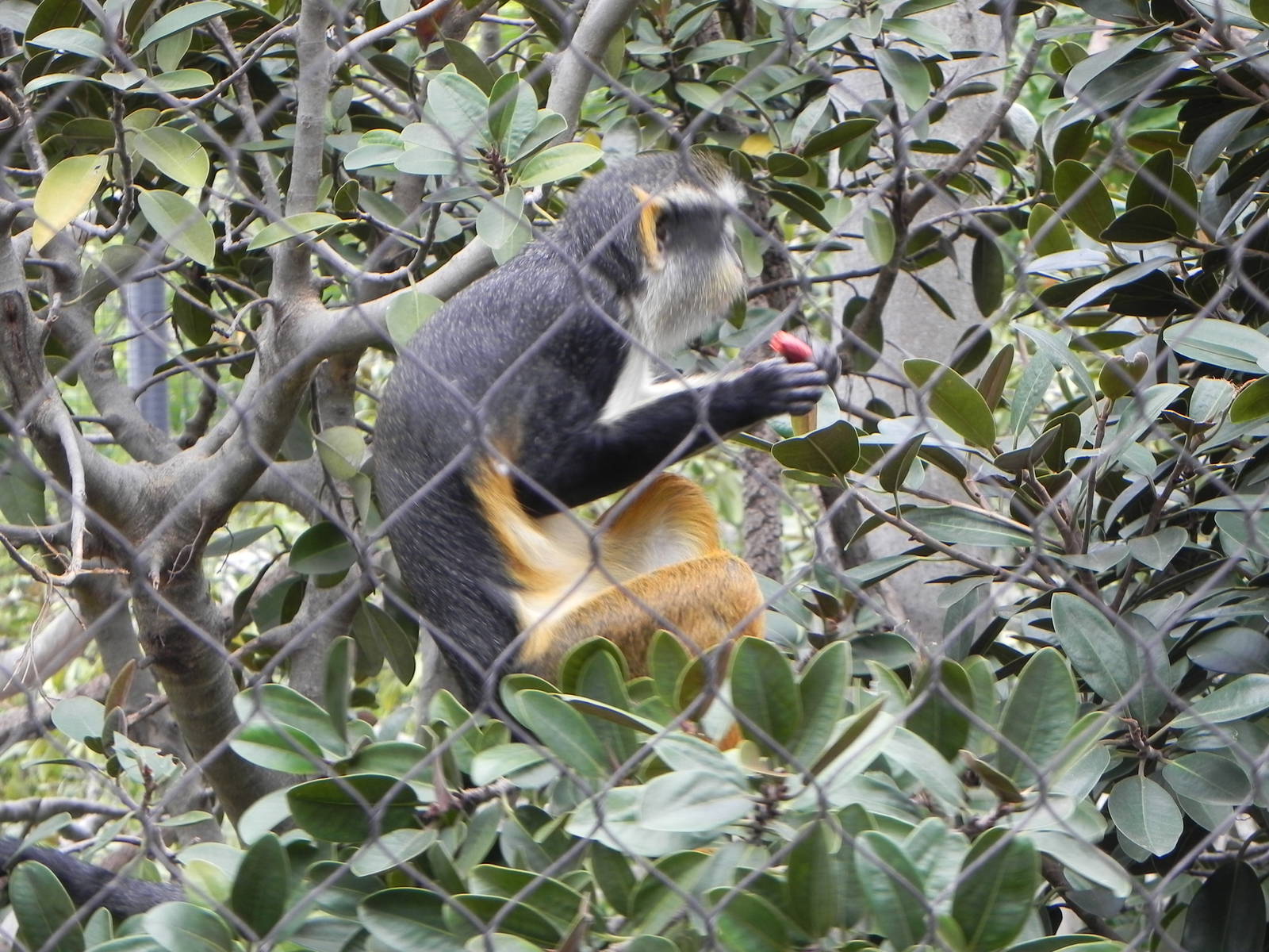 Wolf's guenon
