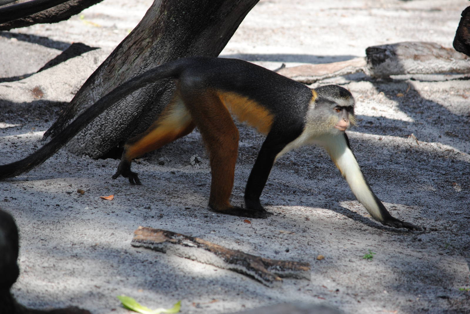 Wolf's Guenon