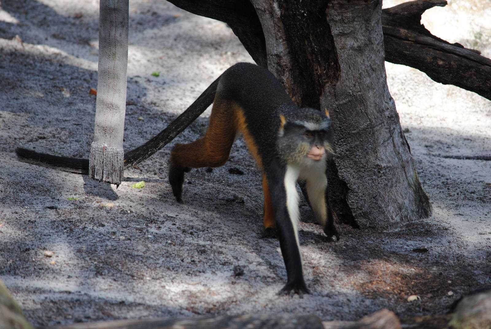 Wolf's Guenon