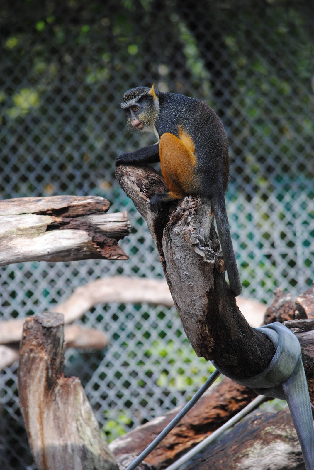 Wolf's Guenon