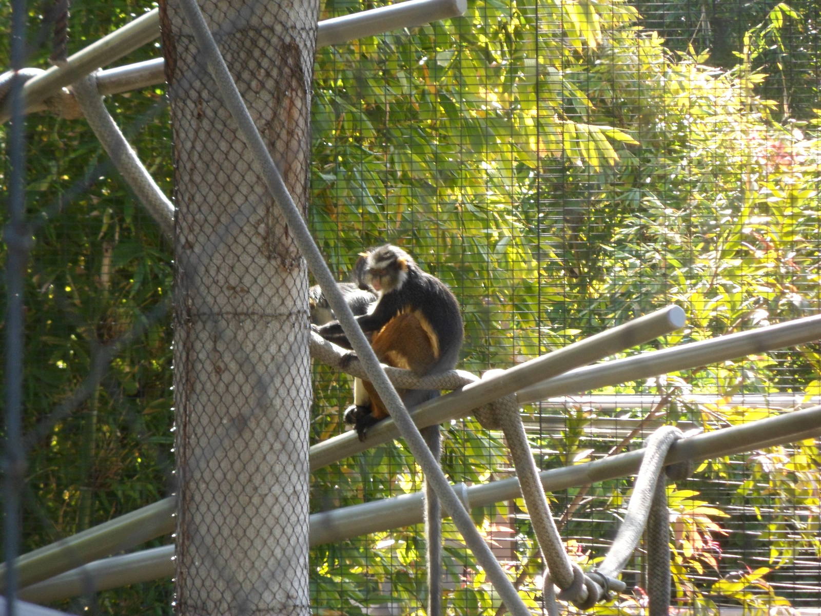 Wolf's Guenon