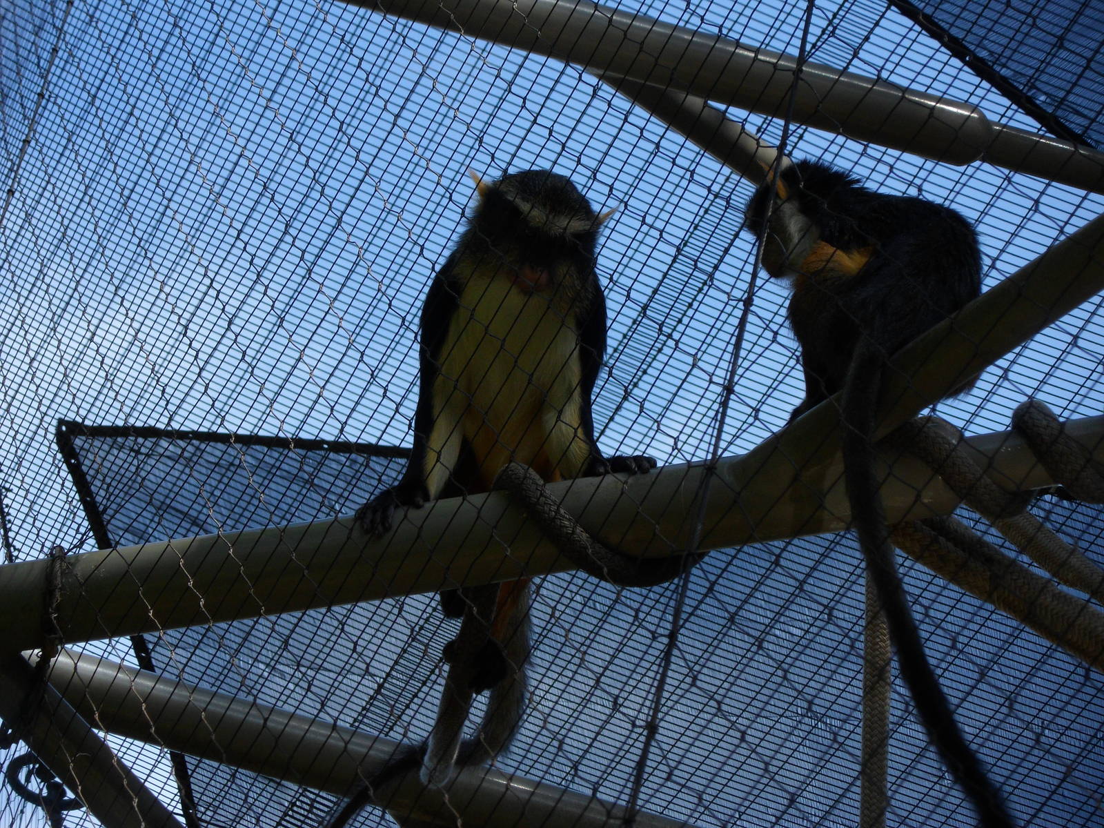 Wolf's Guenon