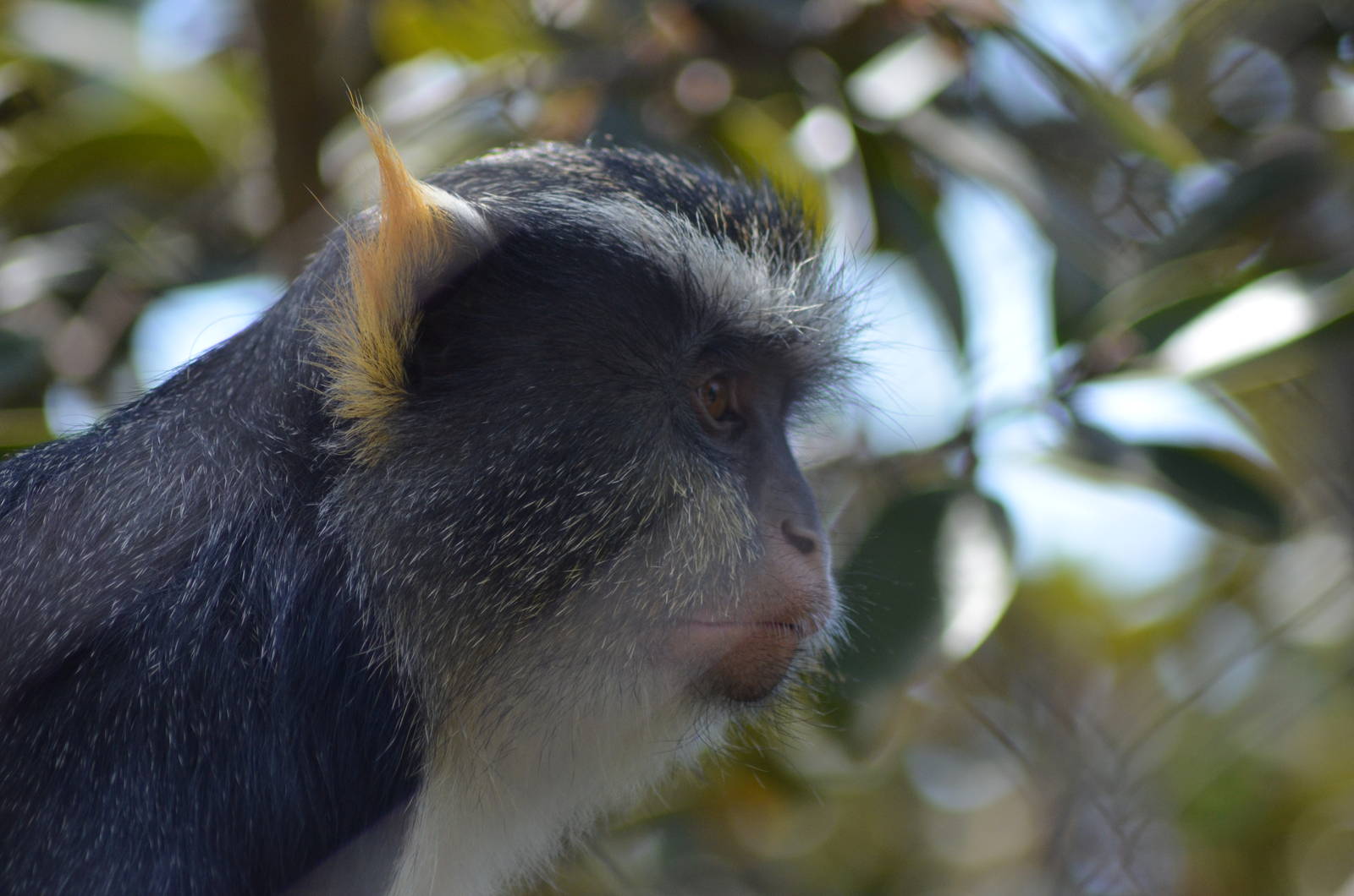 Wolf's Guenon