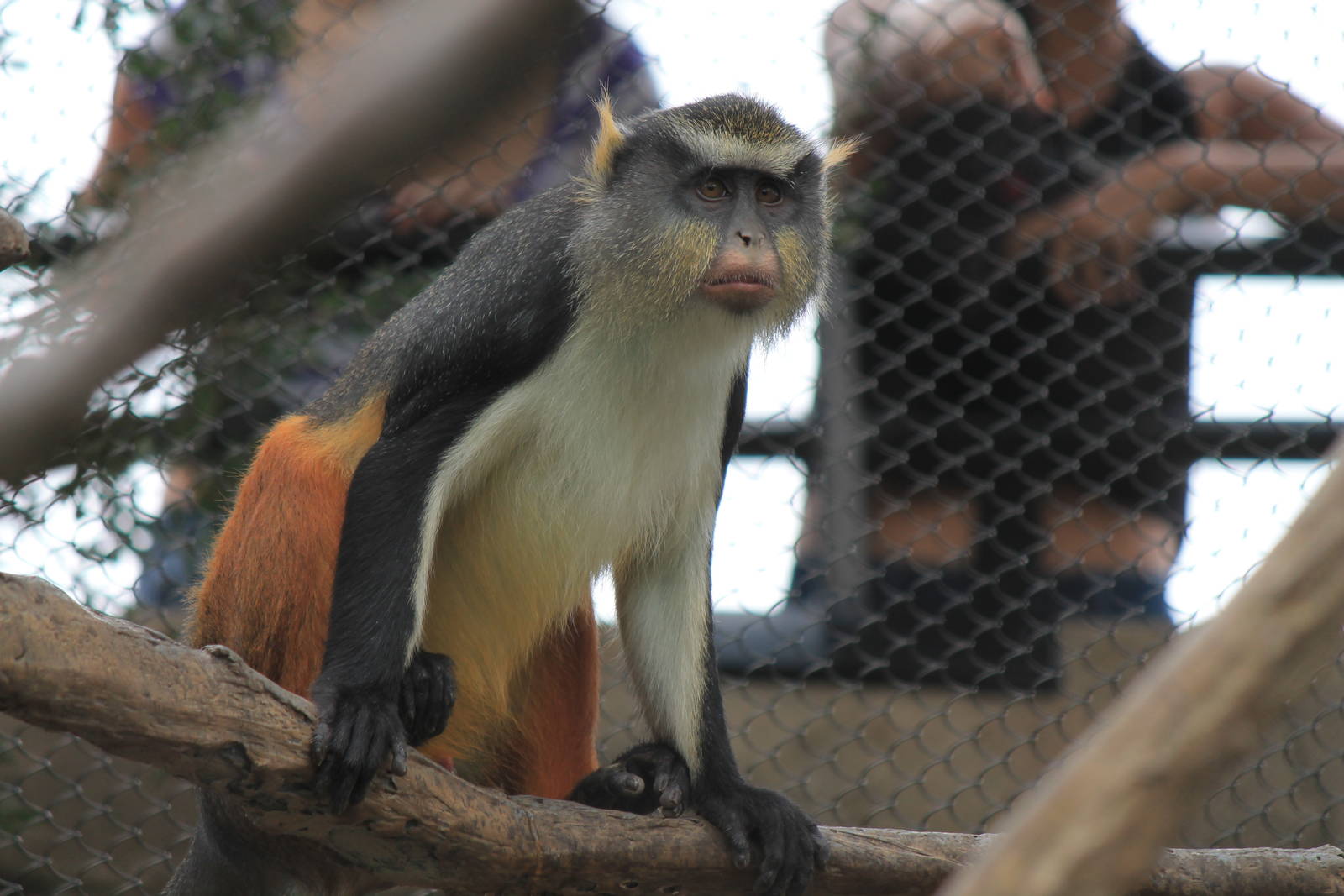 Wolf's Guenon