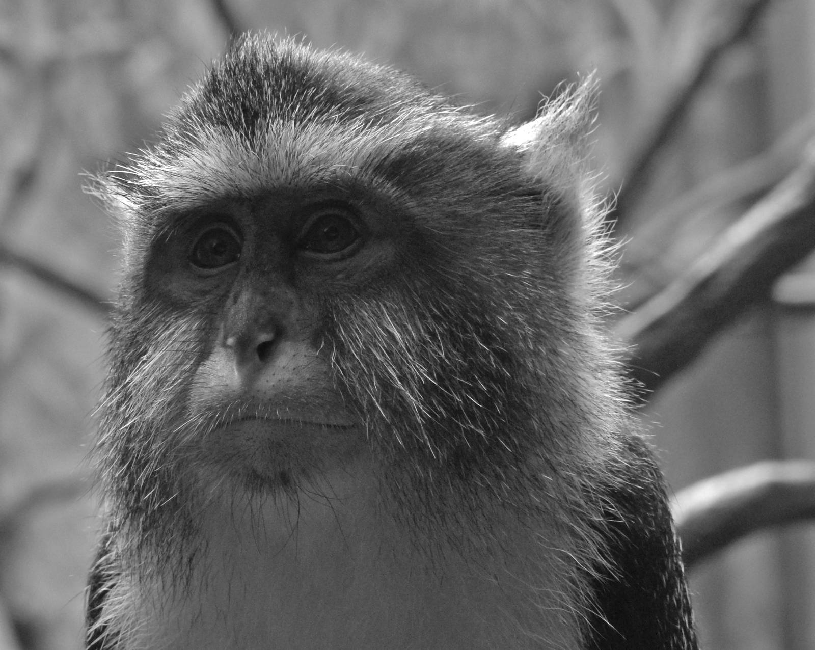 Wolf's Guenon