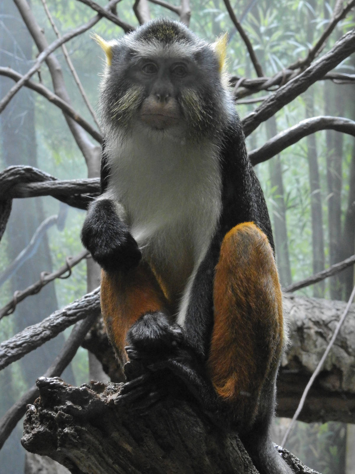 Wolf's Guenon