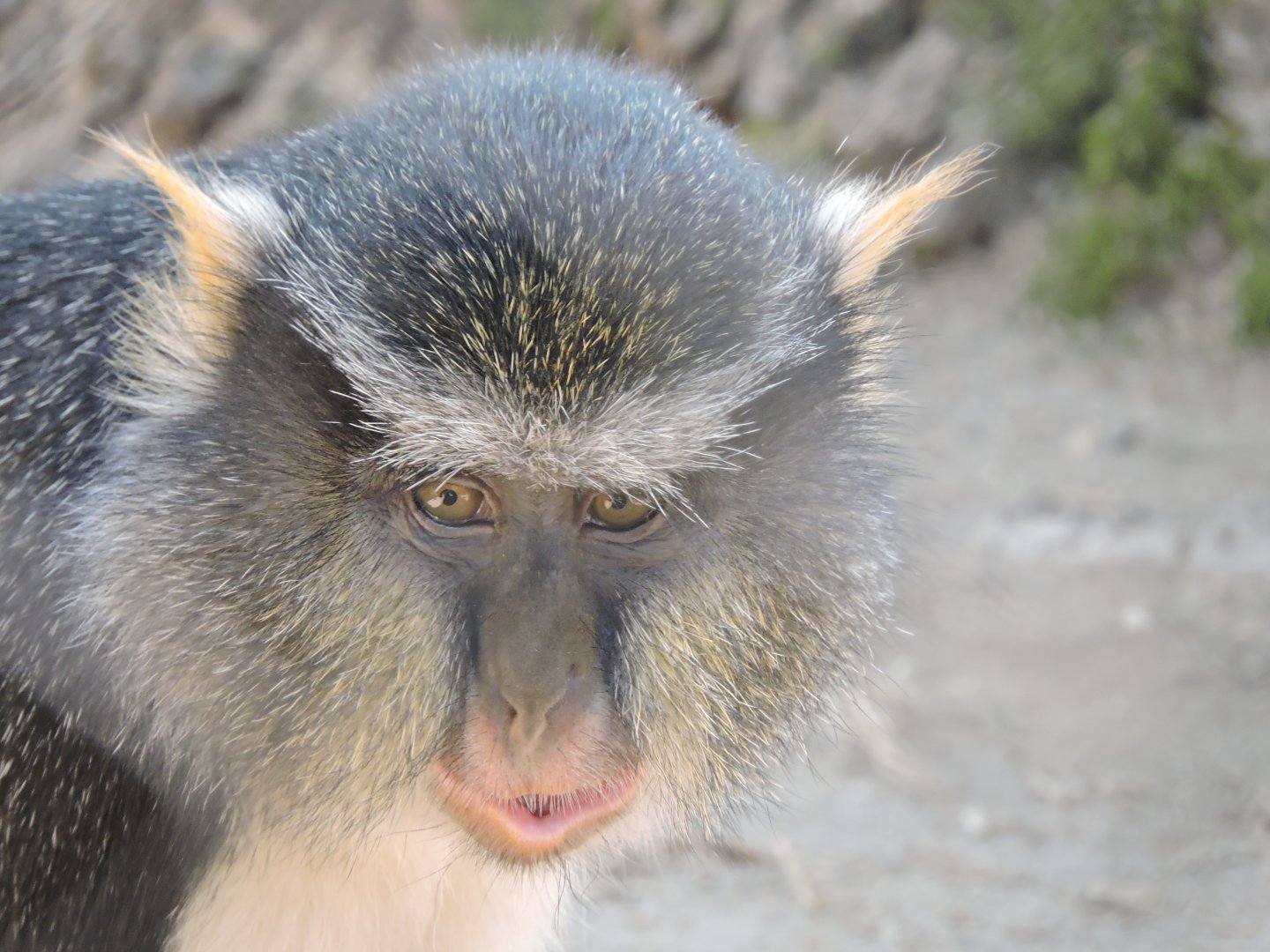 Wolf's Guenon