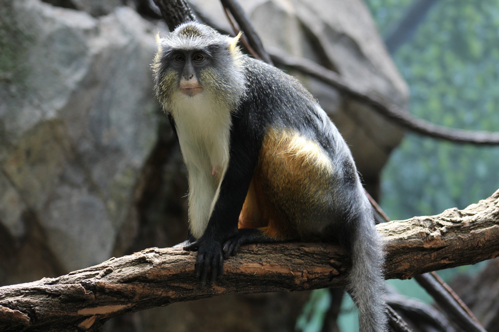 Wolf's Guenon