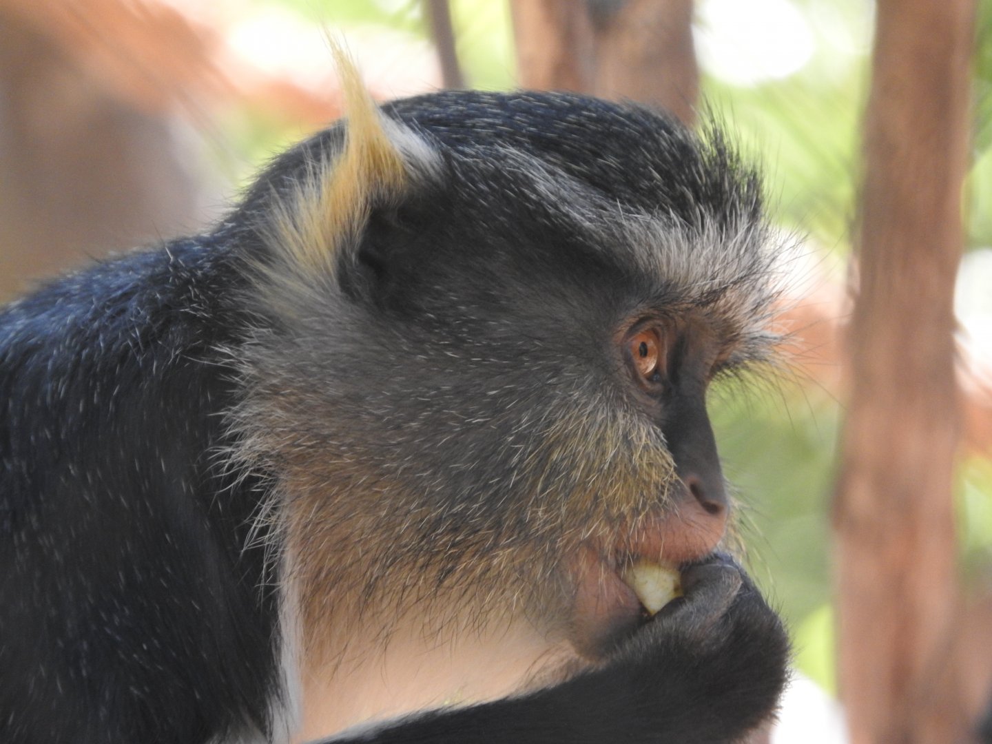Wolf's Guenon