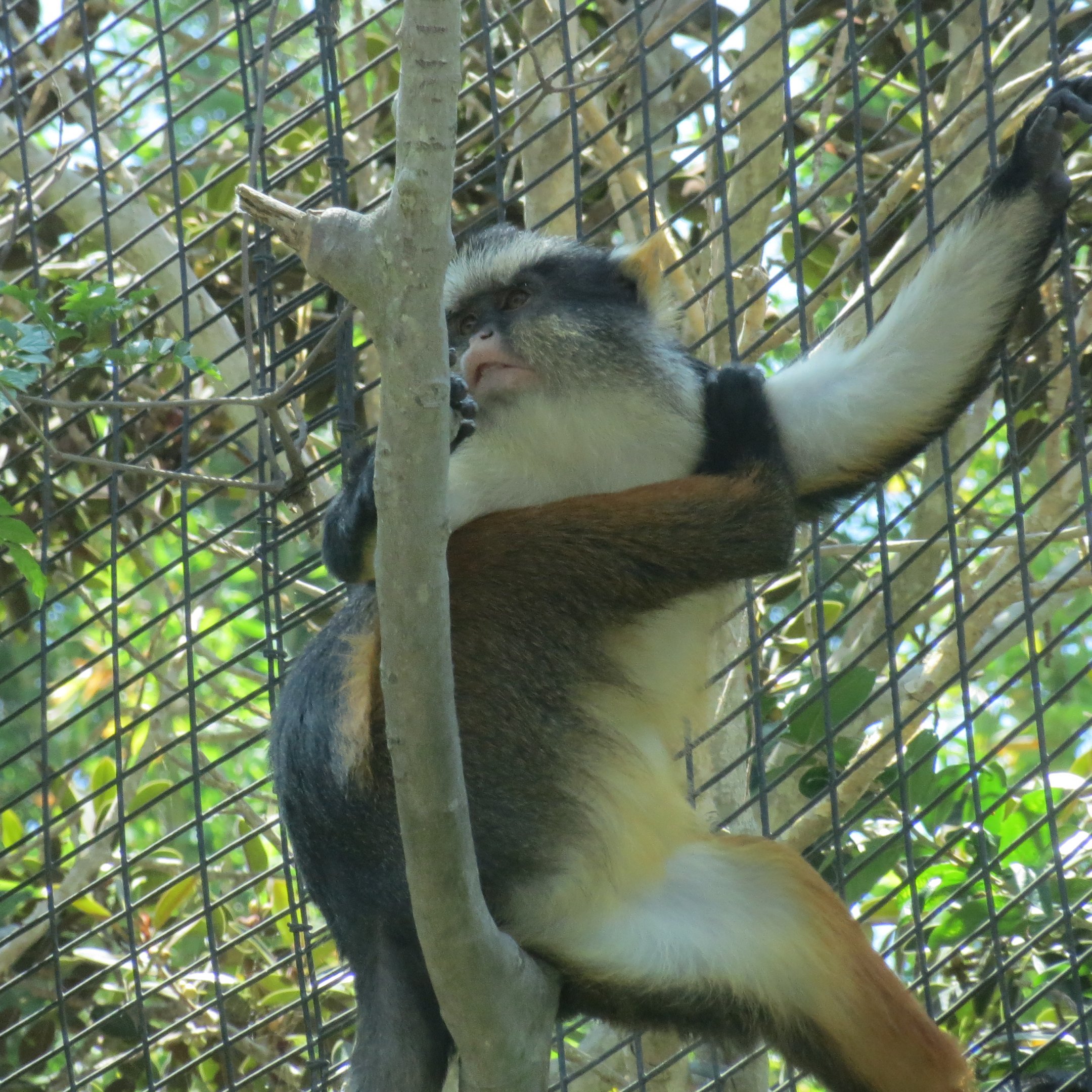 Wolf's Guenon