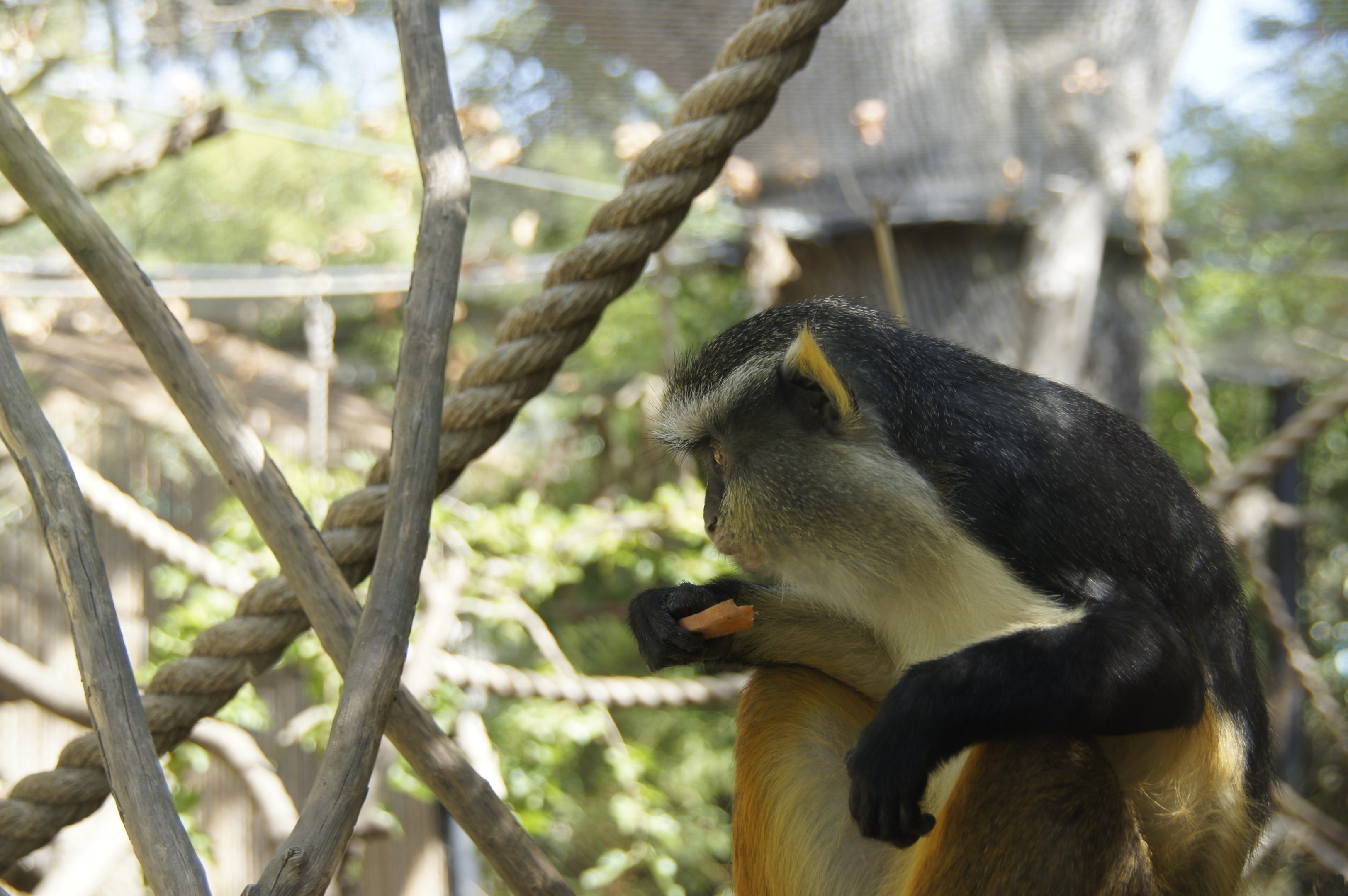 Wolf's Guenon