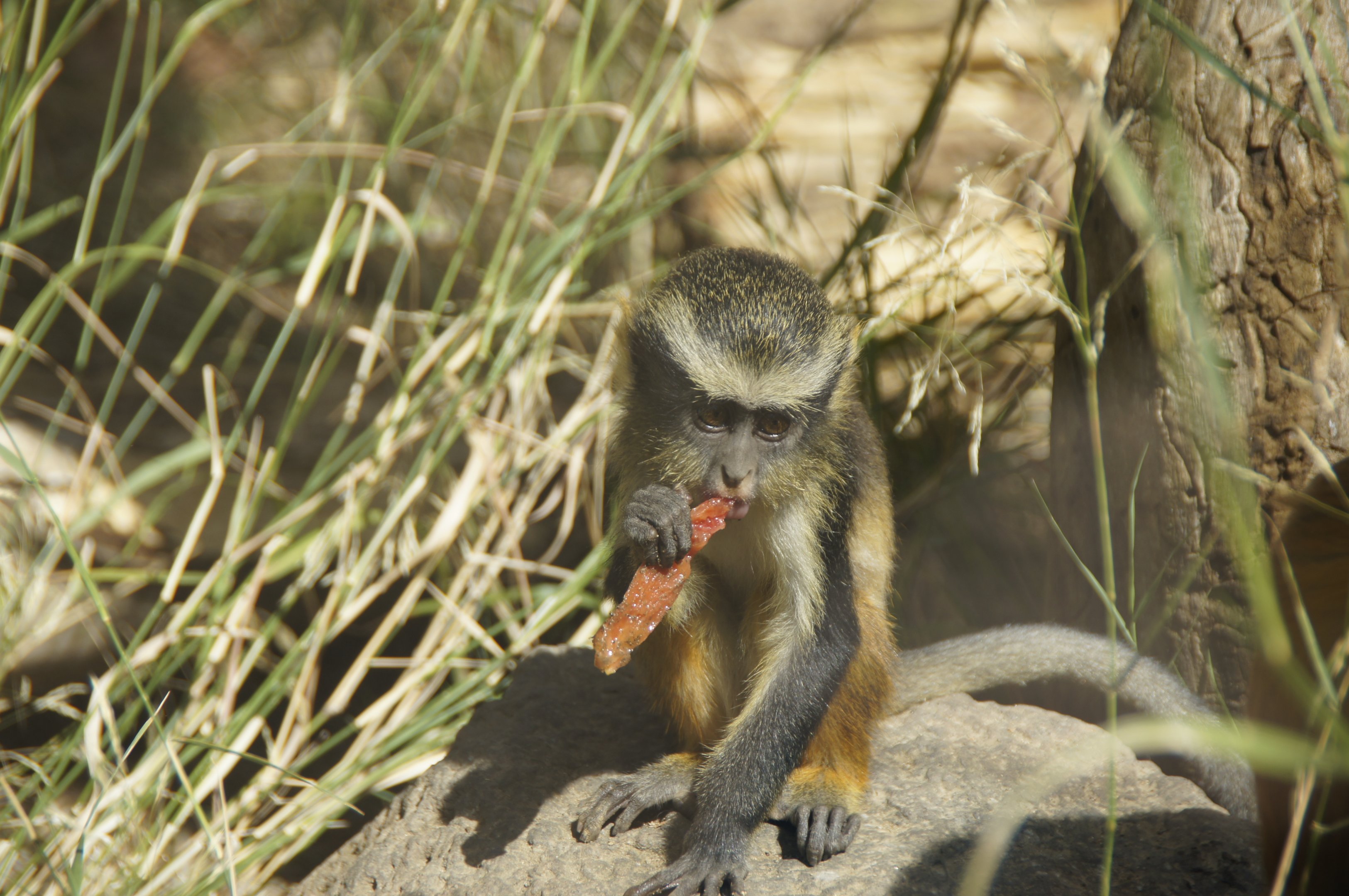 Wolf's Guenon