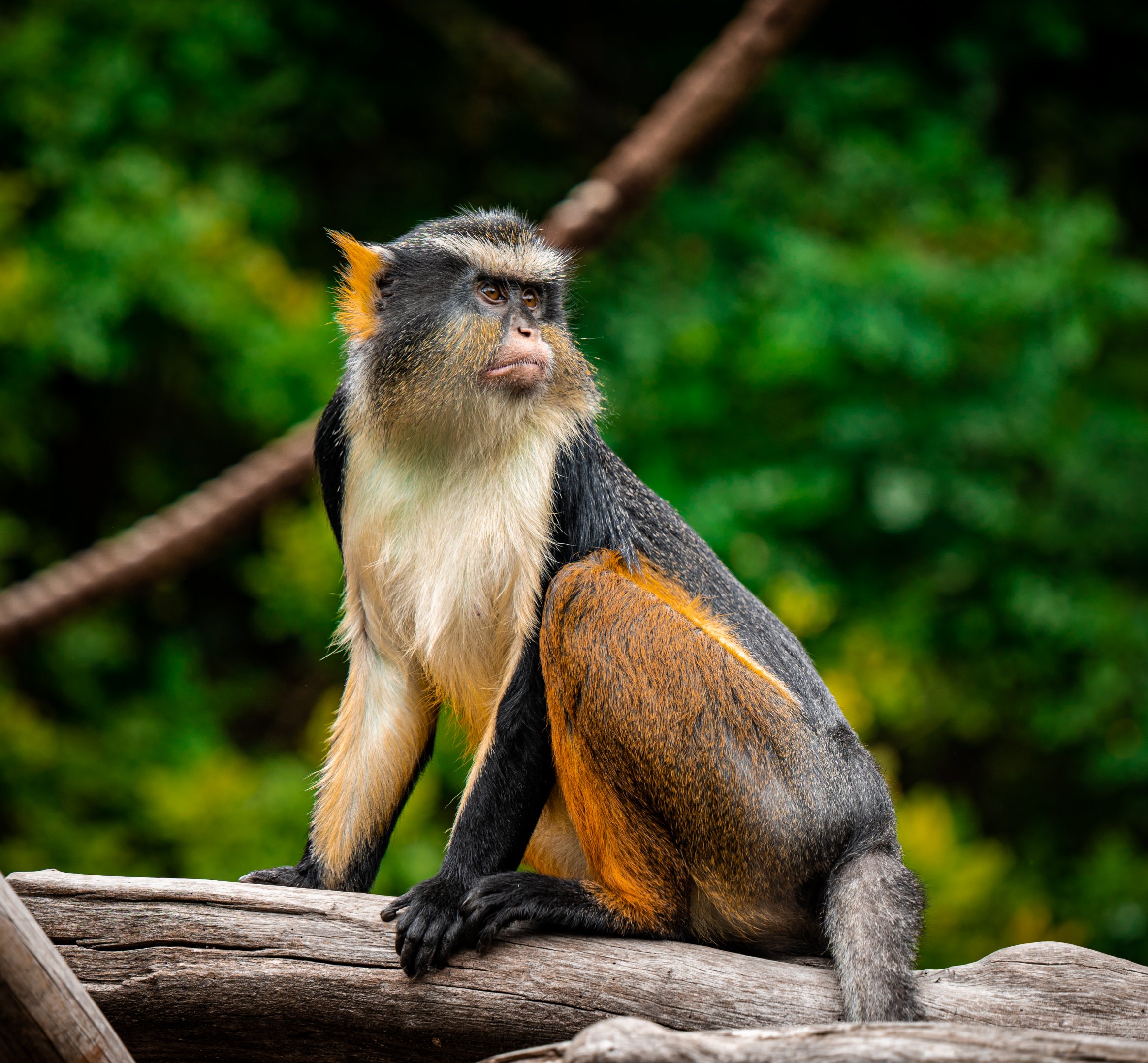 Wolf’s Guenon