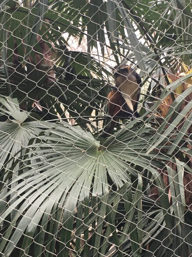 Wolf's guenon