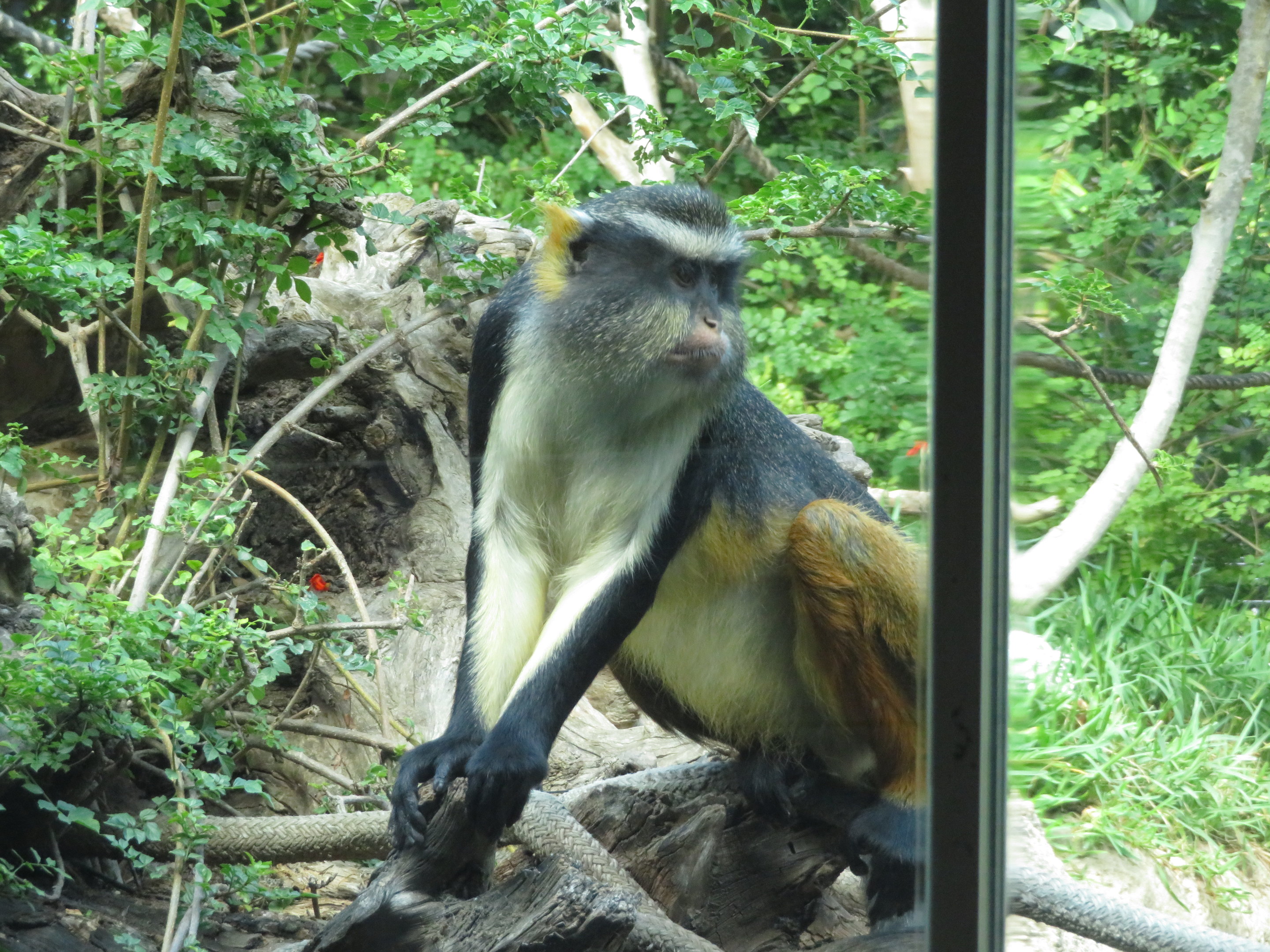 Wolf's Guenon