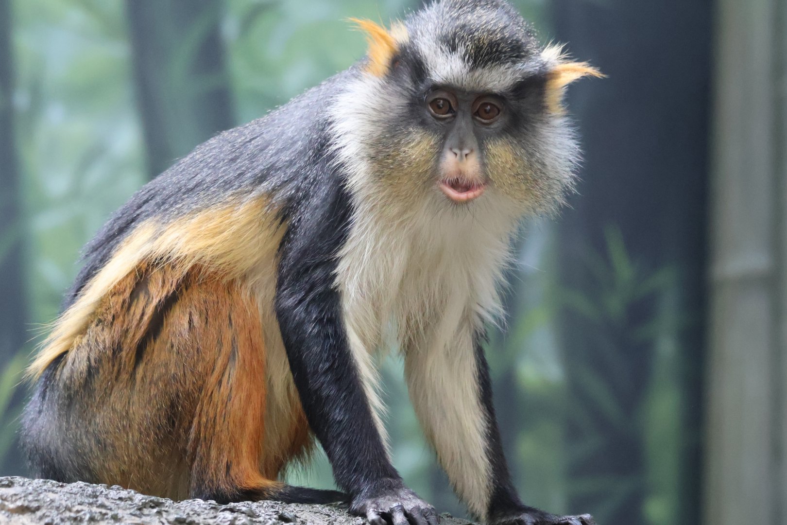 Wolf's Guenon