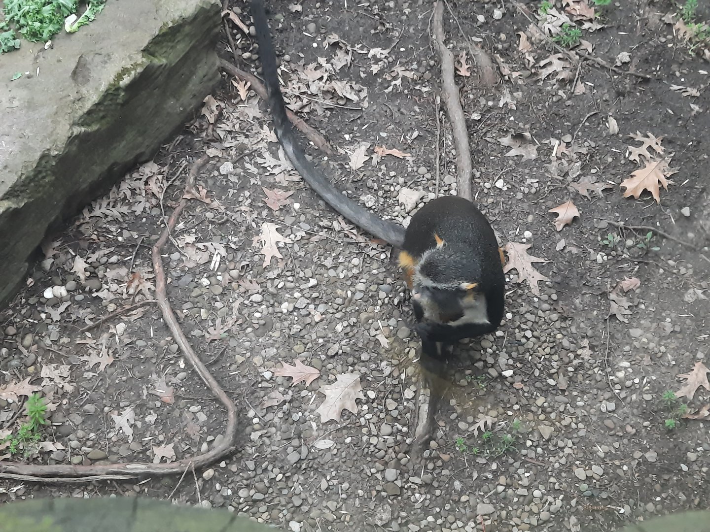 Wolf's Guenon