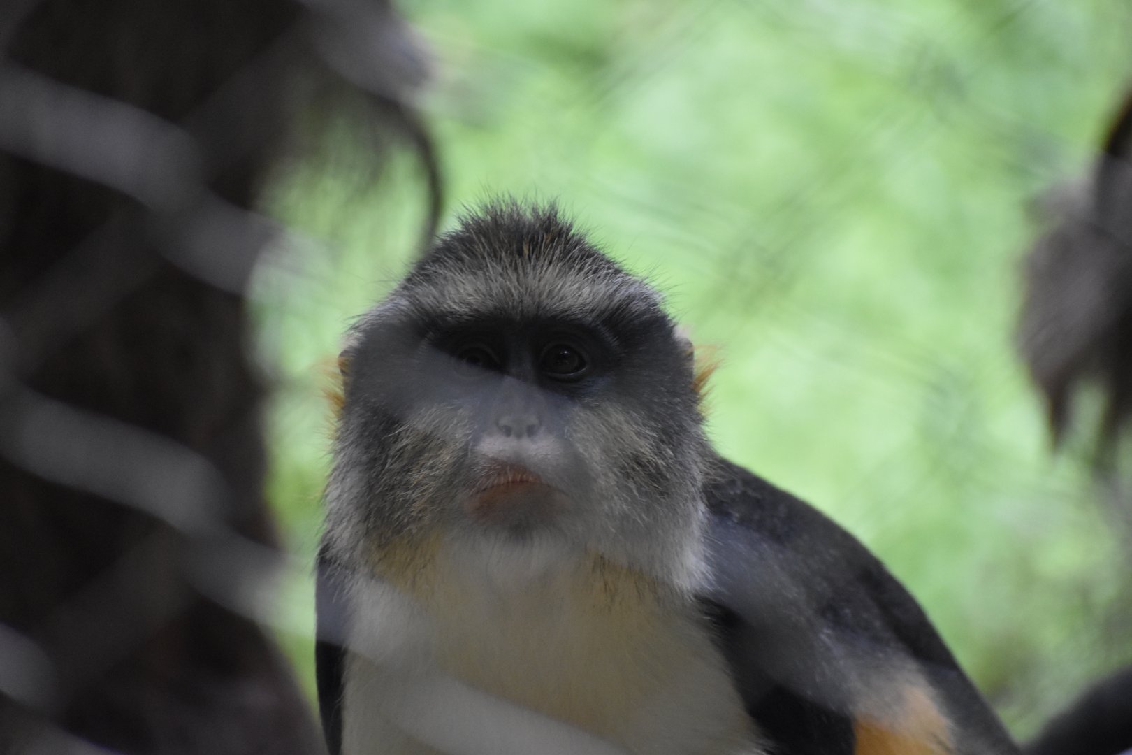 Wolf's Guenon