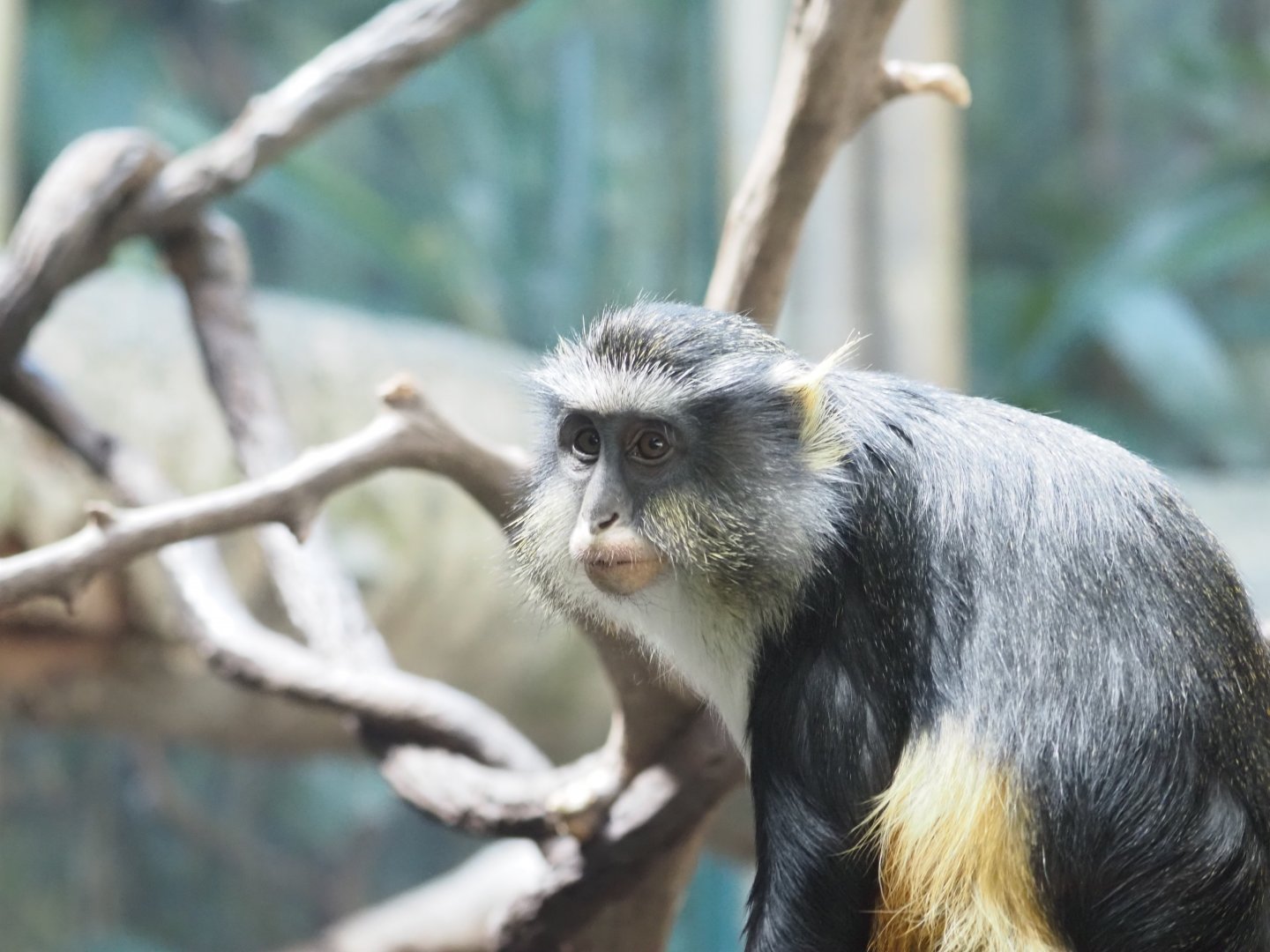Wolf's Guenon