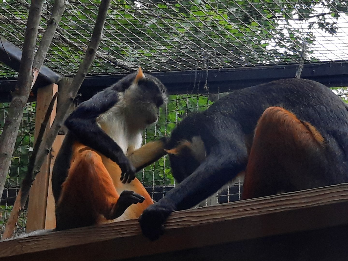 Wolf's Guneons Grooming