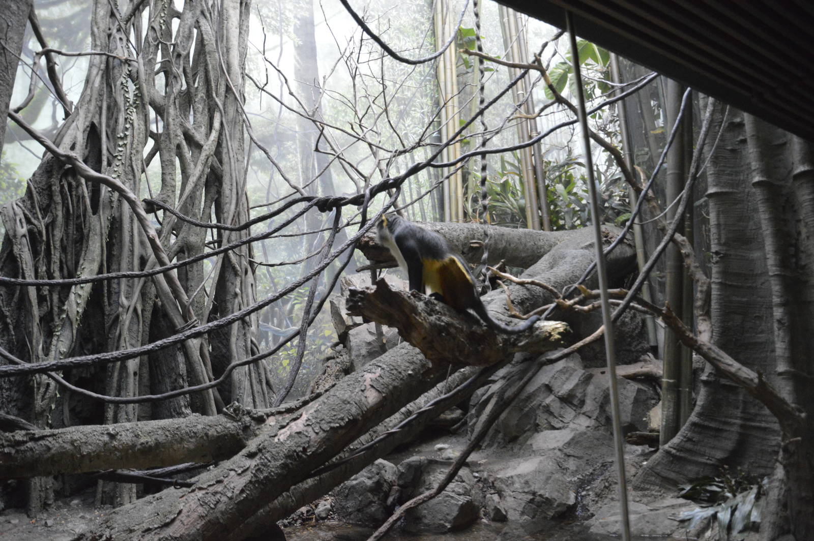 Wolfs Mona Monkey 031215