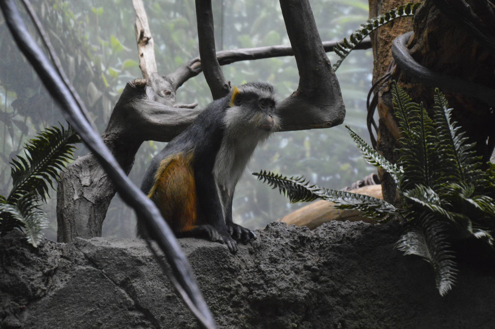 Wolfs Mona Monkey 031215