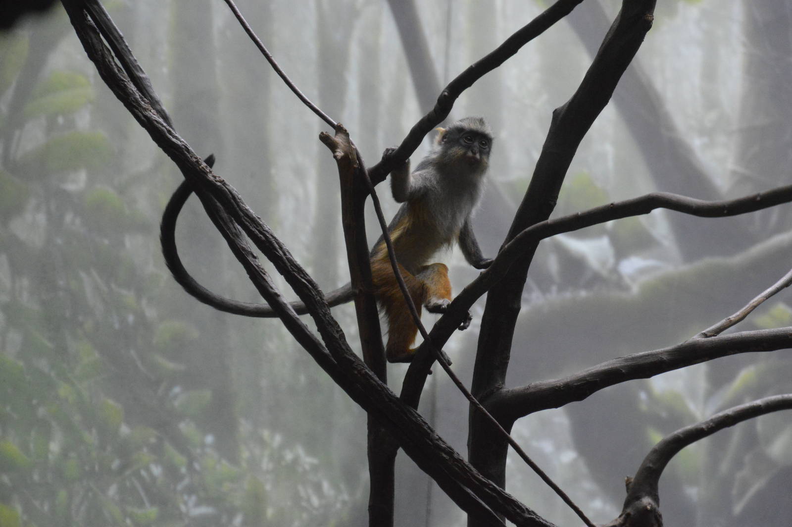 Wolfs Mona Monkey 031215