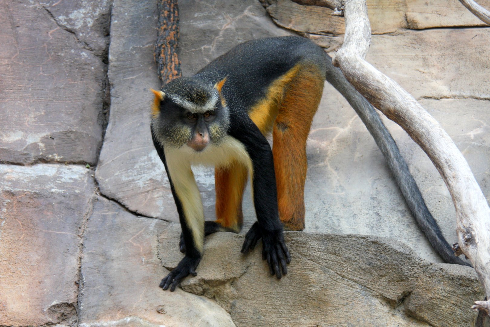 Wolf's mona monkey (Cercopithecus wolfi) 2013