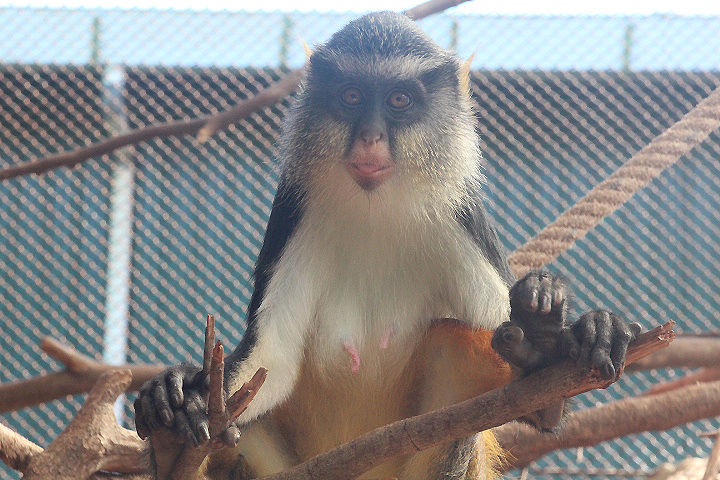 Wolf's mona monkey (Cercopithecus wolfi wolfi)