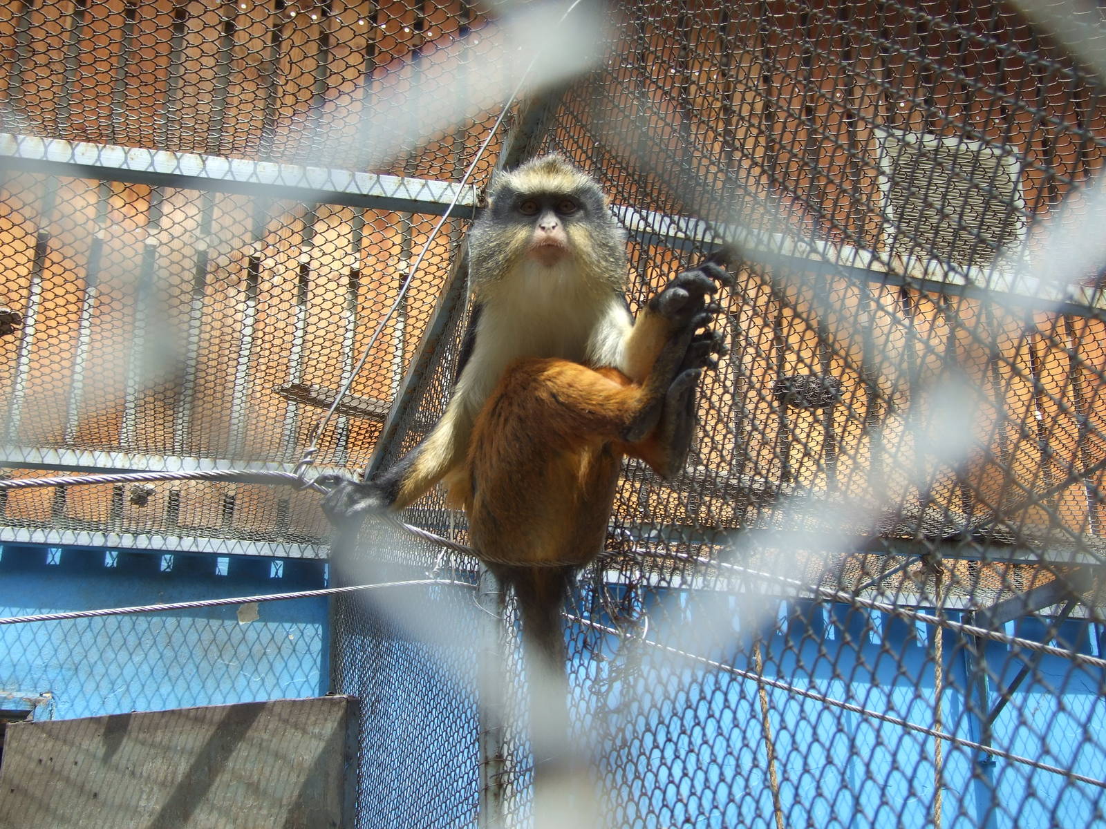Wolf's mona monkey (Cercopithecus wolfi)