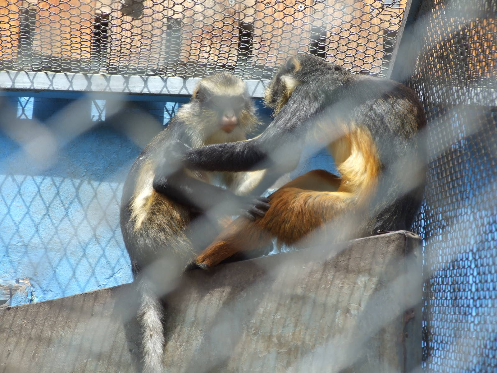 Wolf's mona monkey (Cercopithecus wolfi)