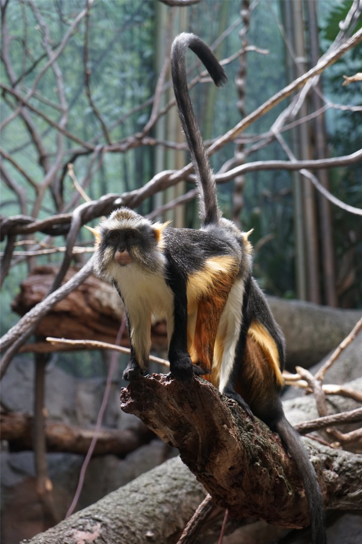 Wolf's Mona Monkey (Cercopithecus wolfi)