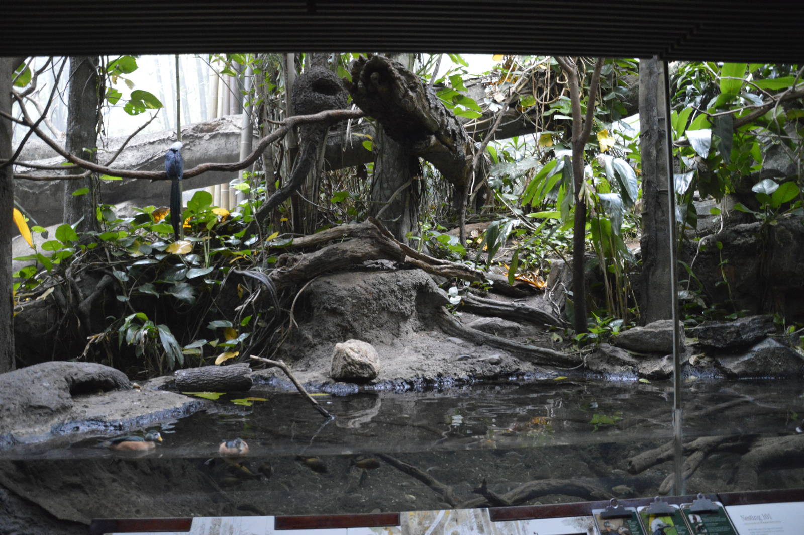 Wolfs Mona Monkey enclosure 031215