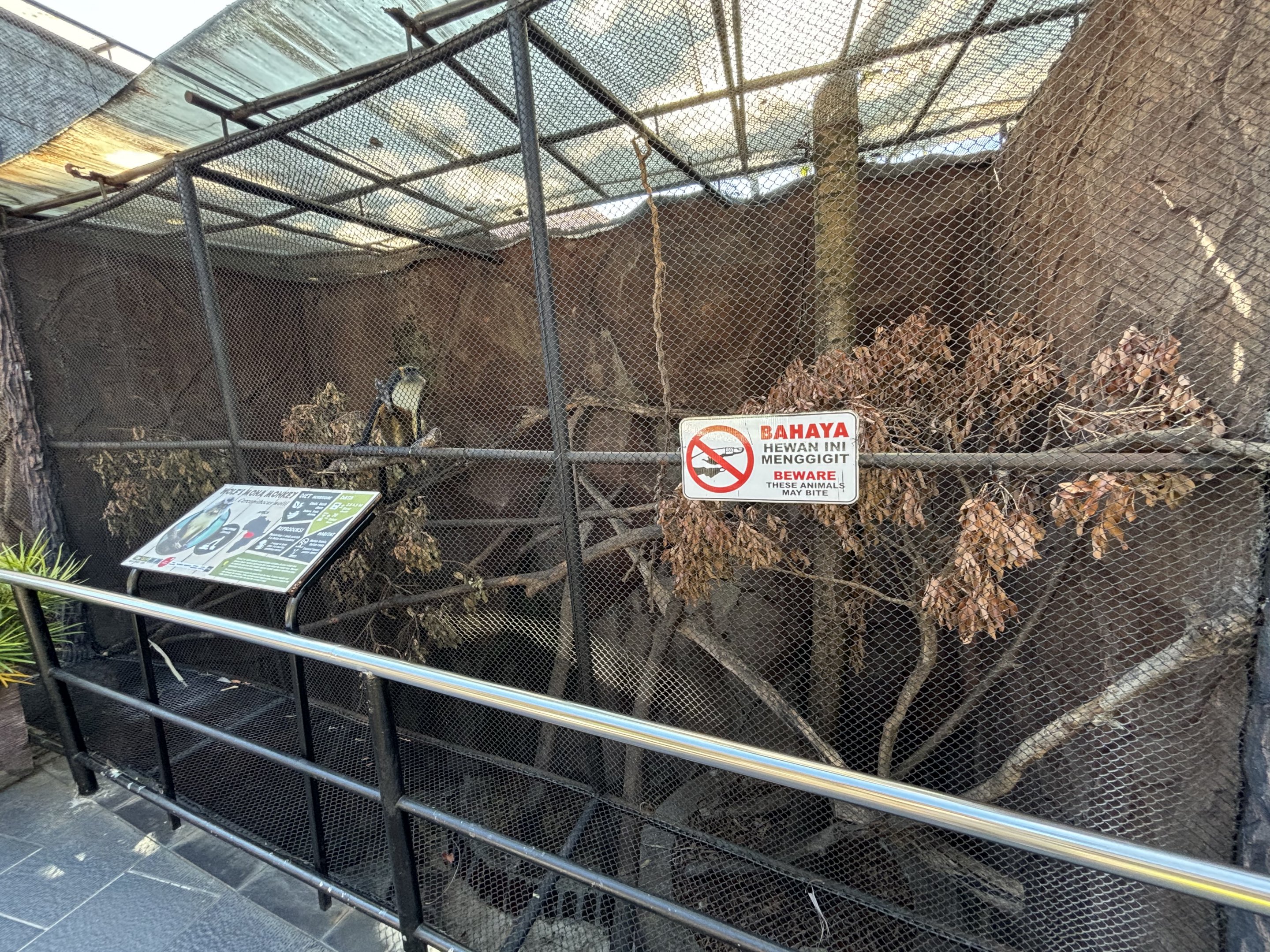 Wolf’s Mona Monkey Exhibit #1