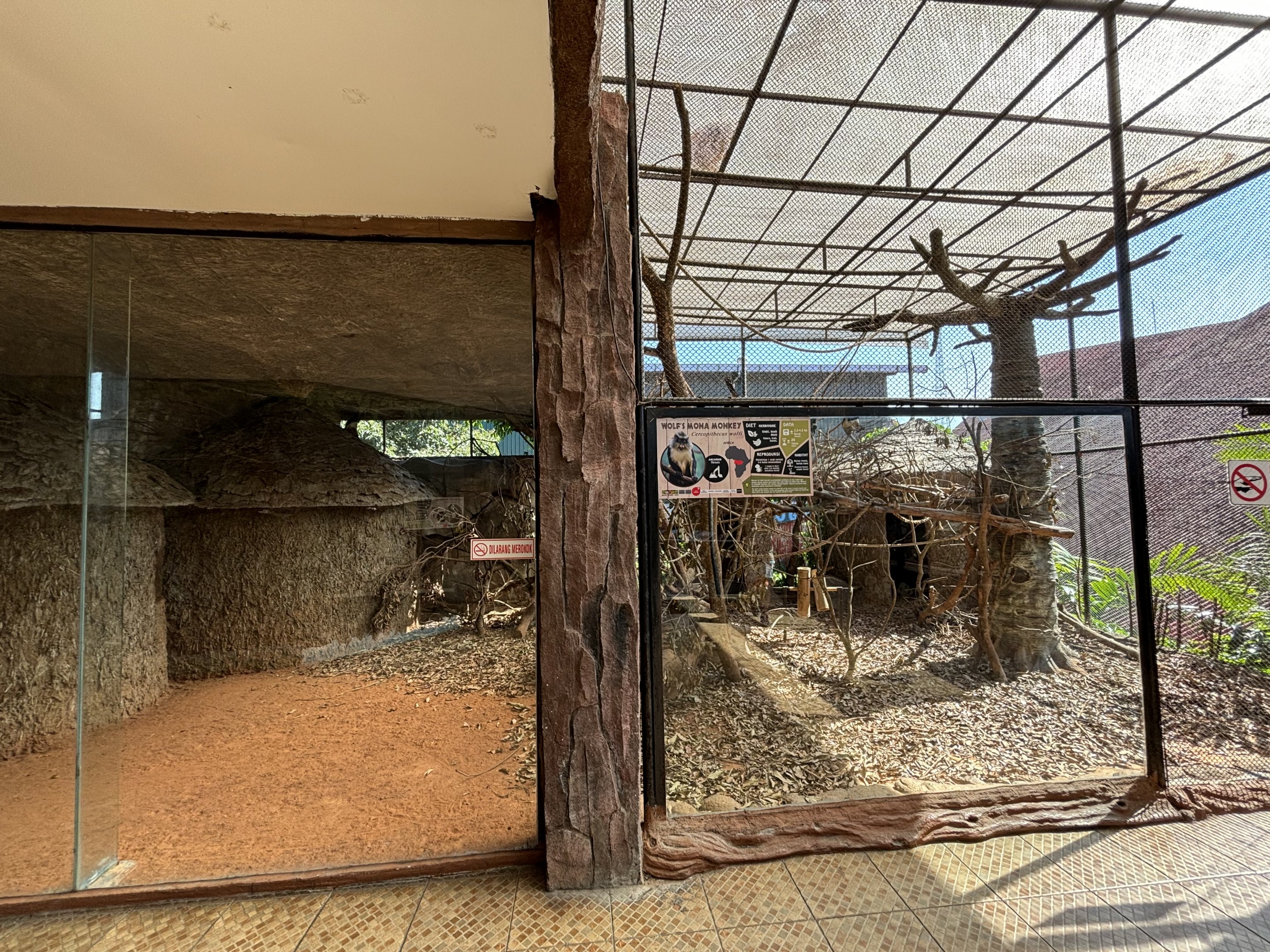 Wolf’s Mona Monkey Exhibit #2