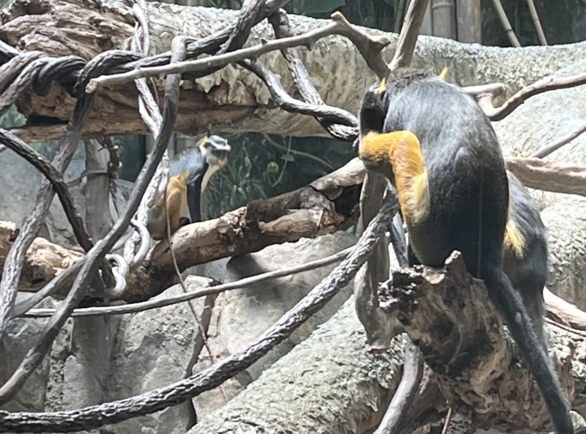 Wolf’s Mona Monkey(July 2022)