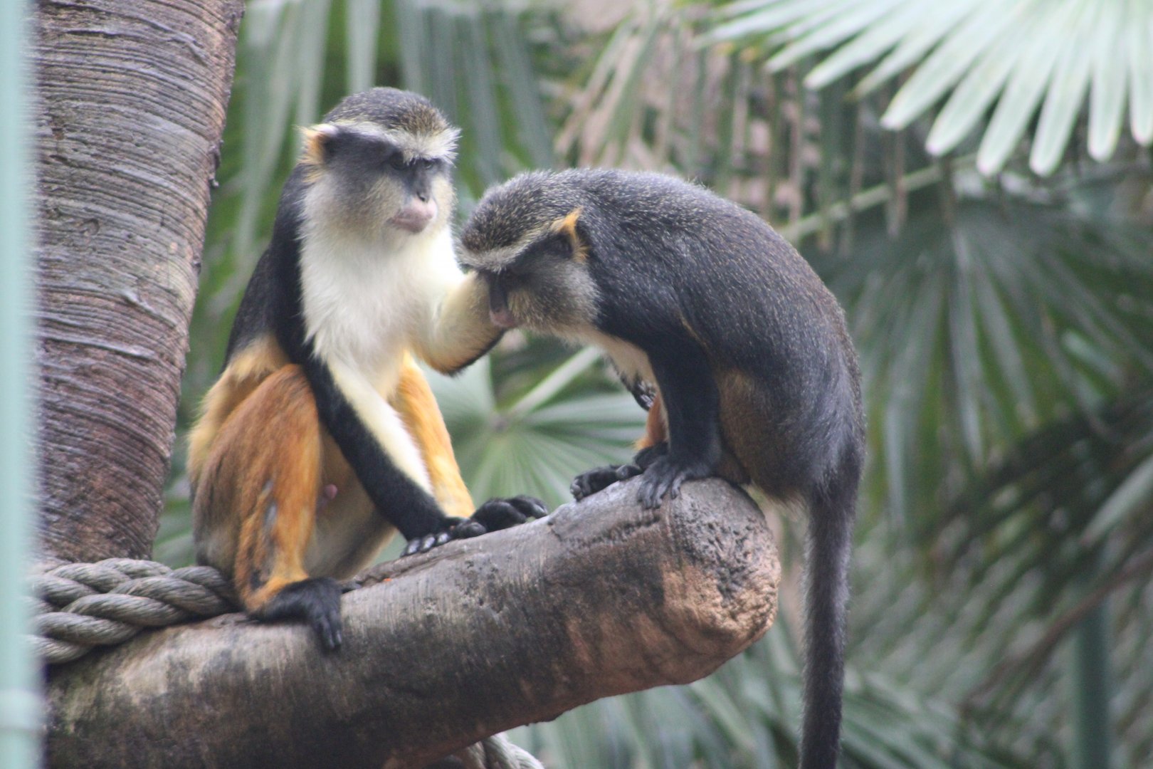 Wolf’s Mona Monkeys (Cercopithecus wolfi)