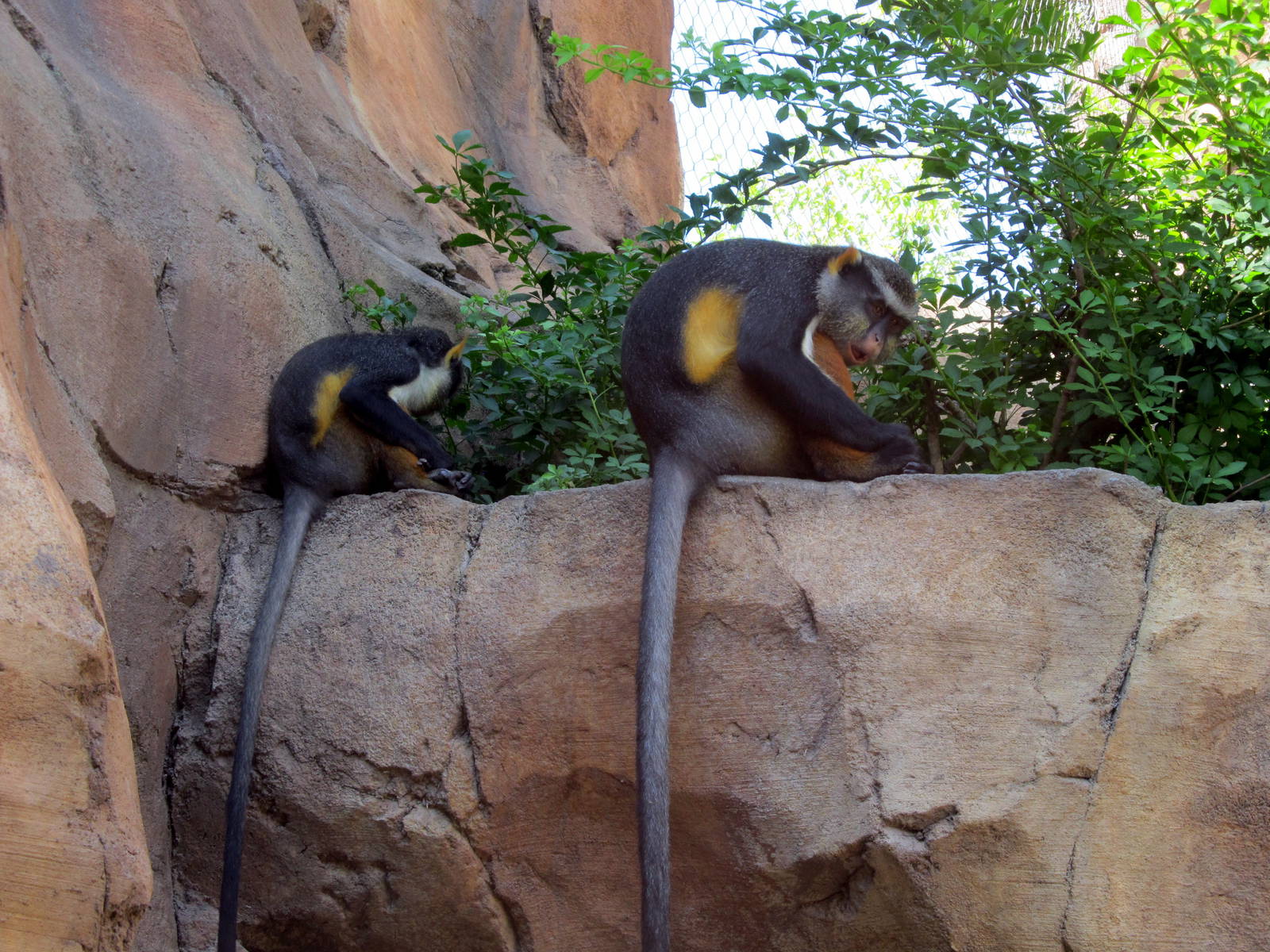 Wolf's Mona Monkeys