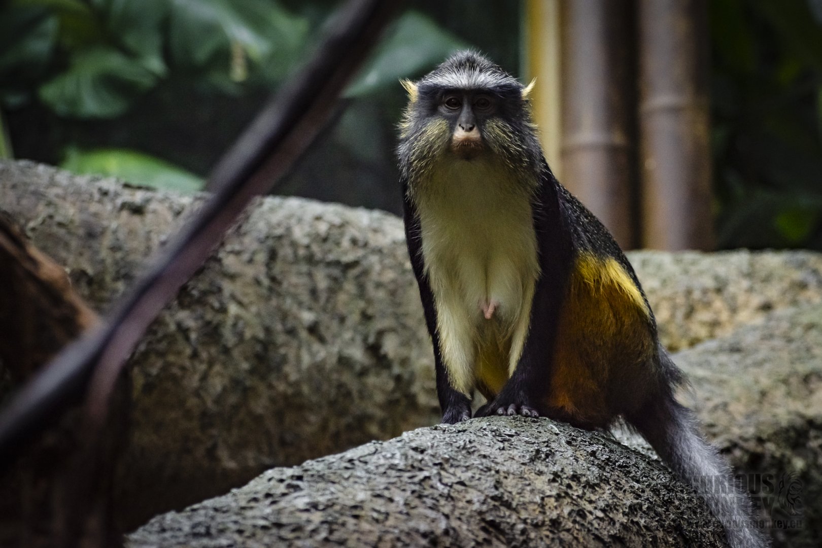 Wolf’s Monkey (cercopithecus wolfi) 10/19