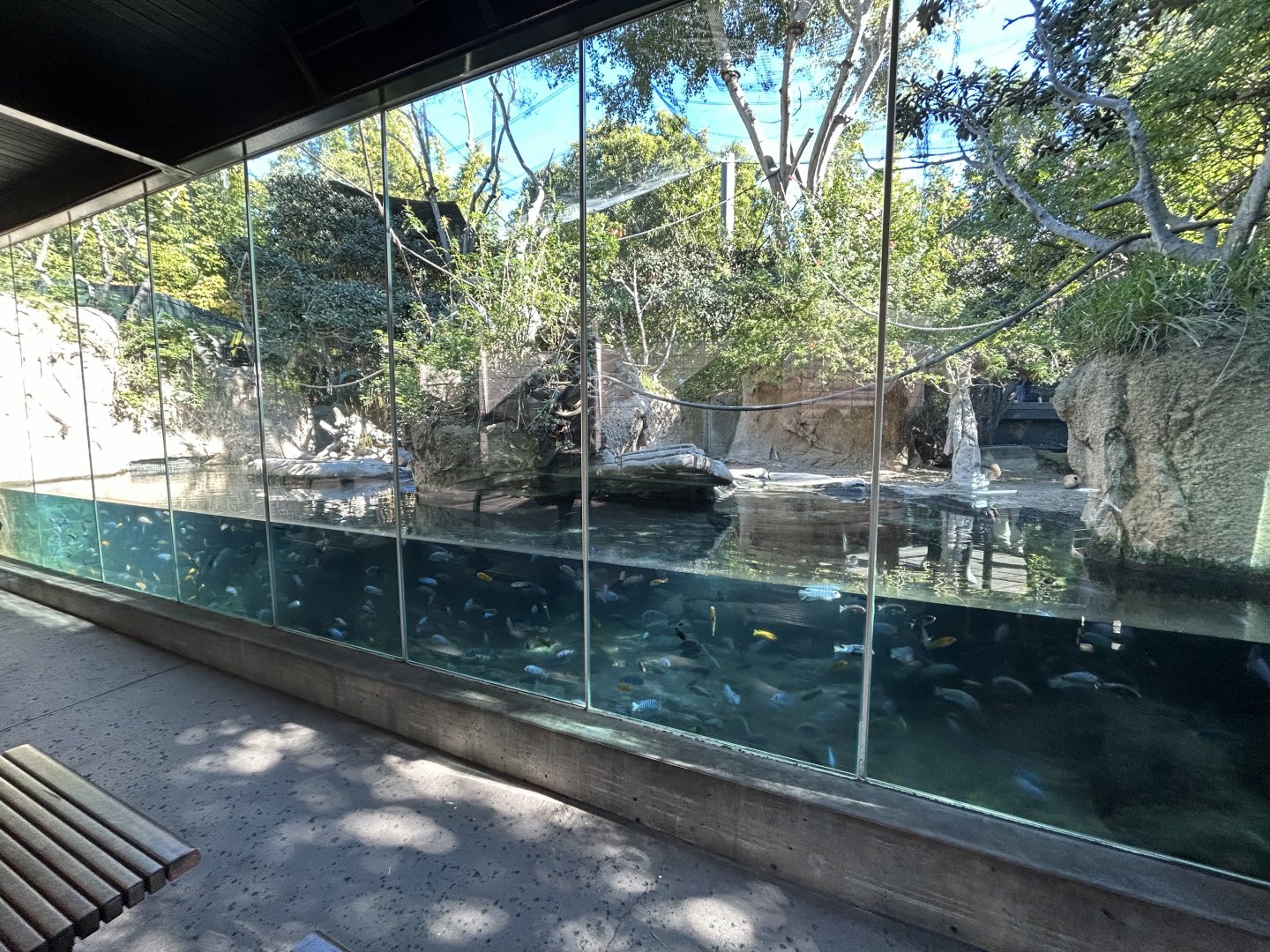 Wolf’s Monkey, Lesser Spot-nosed Monkey & Pygmy Hippo Exhibit - Monkey Trails & Forest Tales