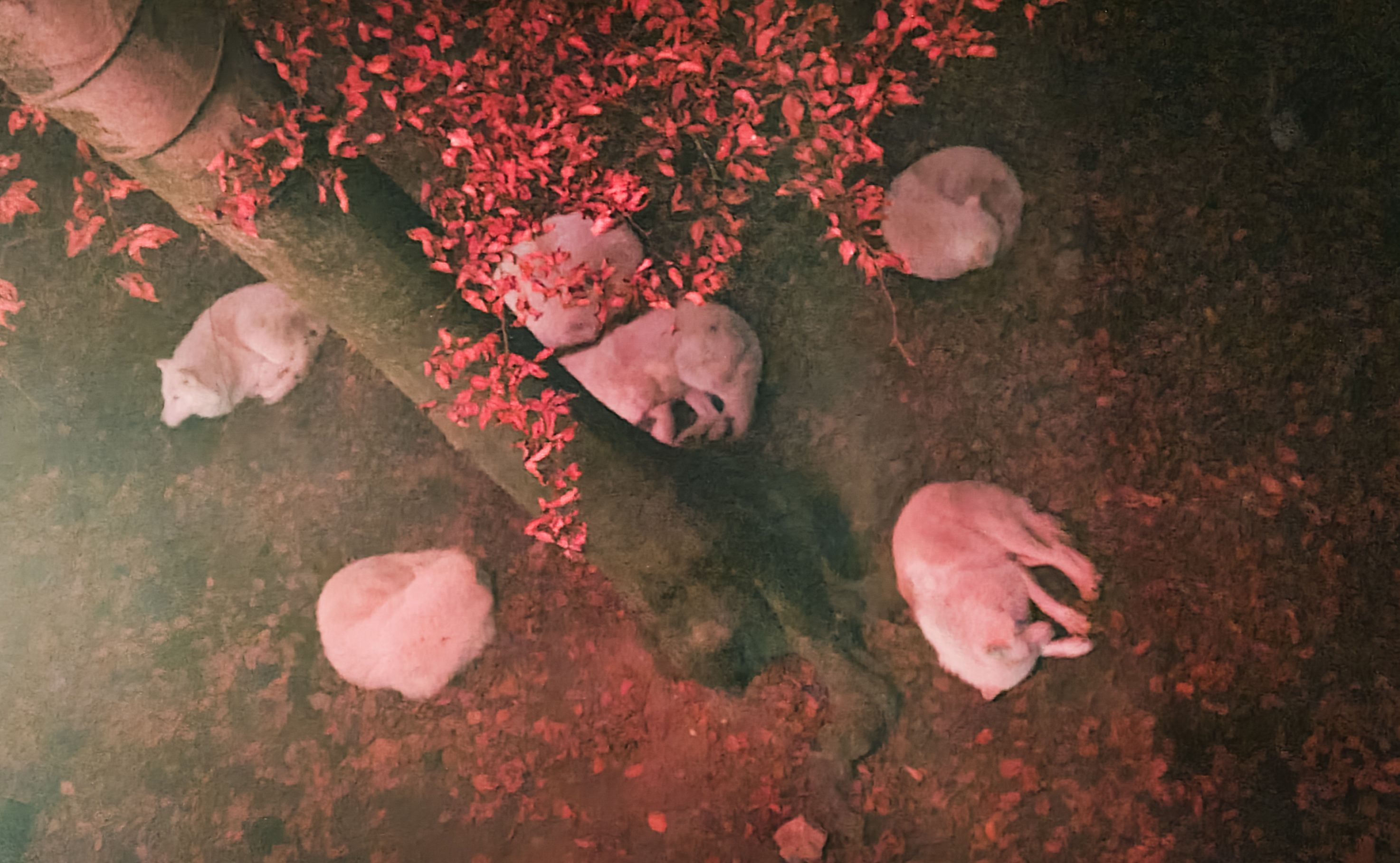 Wolfs sleeping at night