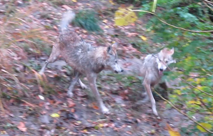 Wolfs Woods-Playing Maya and Sedona