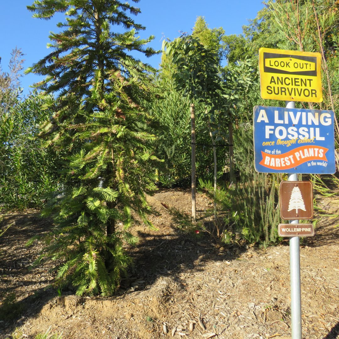 Wollemi pine tree