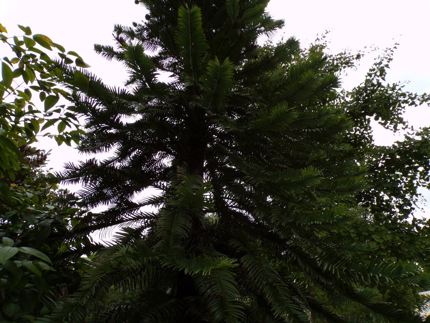 Wollemi pine