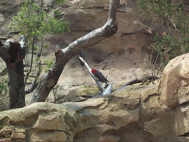 wollemi pines red crested cockatoo?
