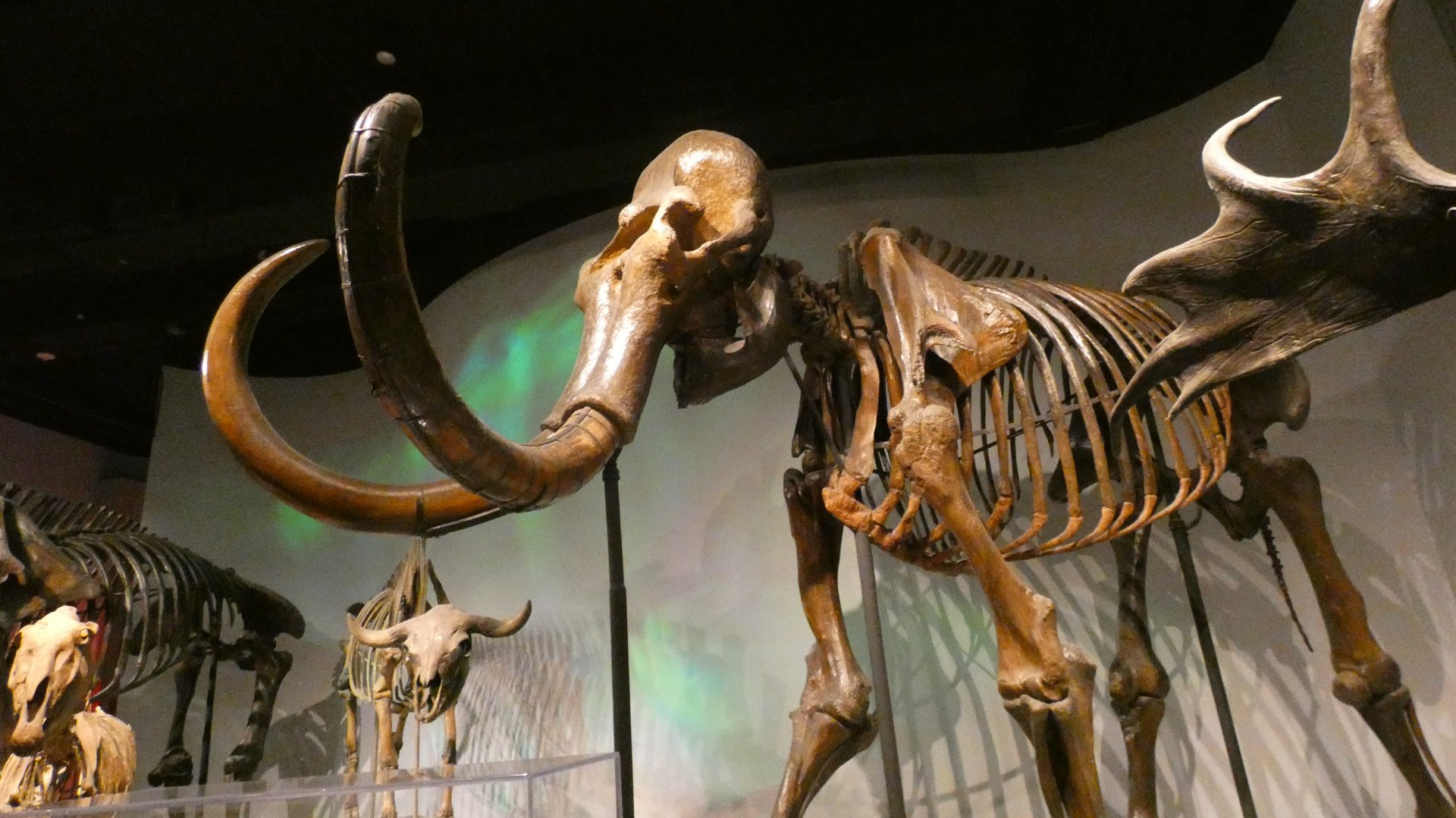 Wolly Mammoth, Mammals of the Ice Age, Evolving Planet - Feb. 2022