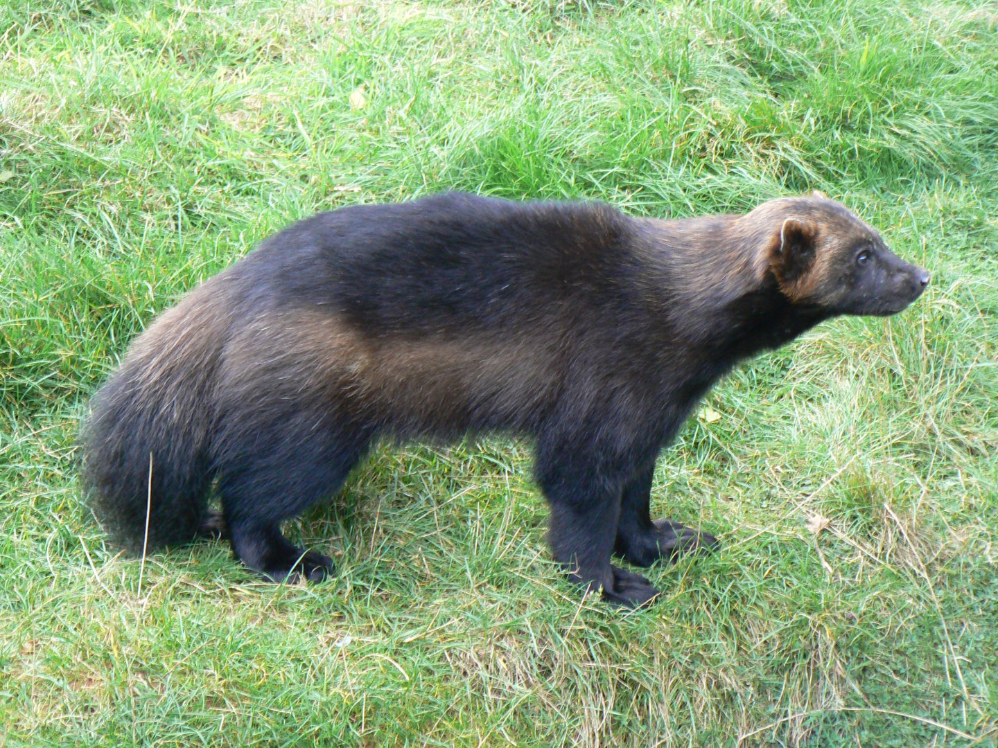 Wolverine - 15 October 2016